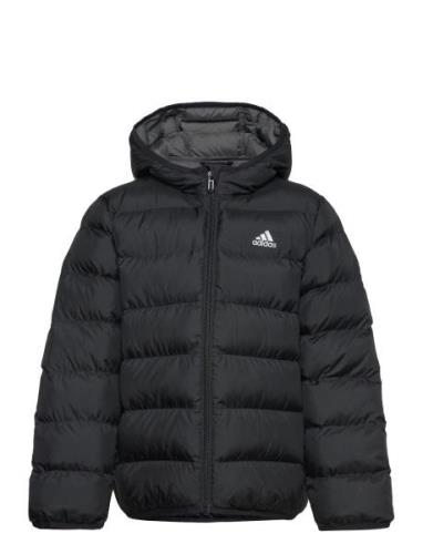 J Sd Jkt Sport Jackets & Coats Puffer & Padded Black Adidas Sportswear